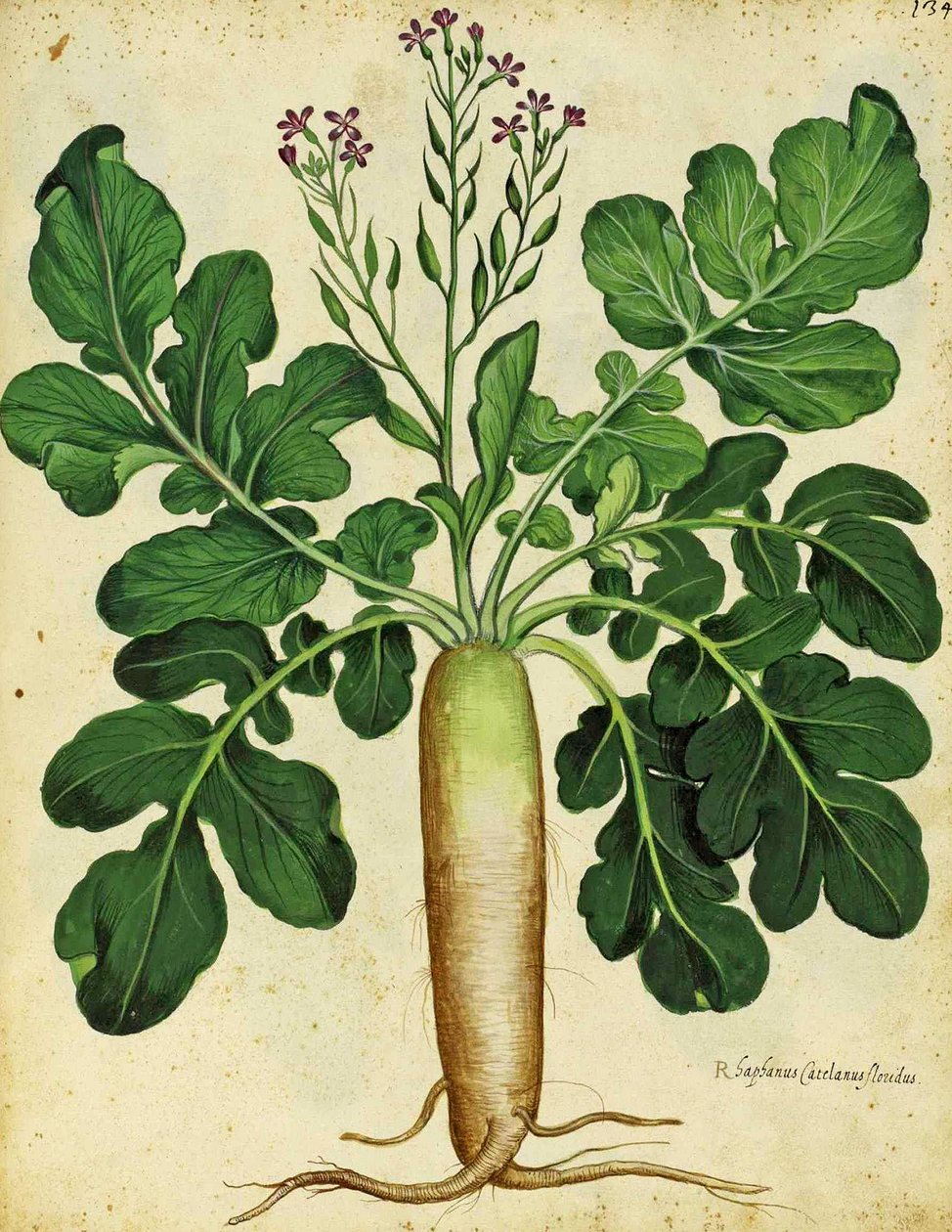 Długa Biała Rzodkiew Ulisse Aldrovandi autorstwa Italian School