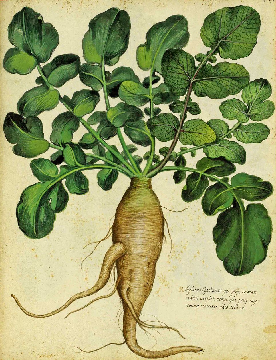 Długa Biała Rzodkiew Ulisse Aldrovandi autorstwa Italian School