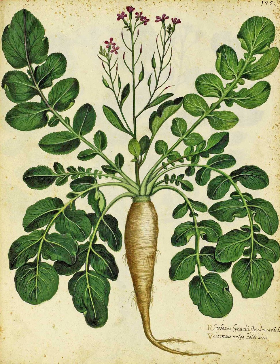 Długa Biała Rzodkiew Ulisse Aldrovandi autorstwa Italian School