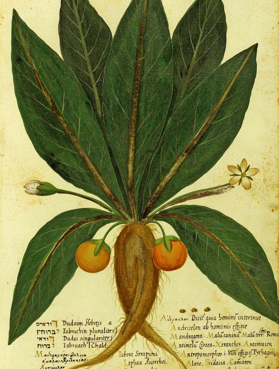 Mandrake autorstwa Ulisse Aldrovandi autorstwa Italian School
