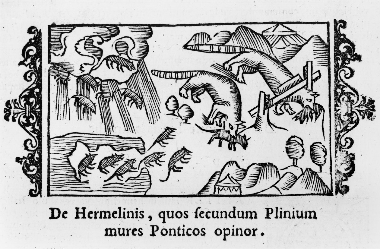 Wędrówka lemingów, z „Historii narodów Północy” Olausa Magnusa (1490-1558) wydanej w Rzymie, 1555 autorstwa Italian School
