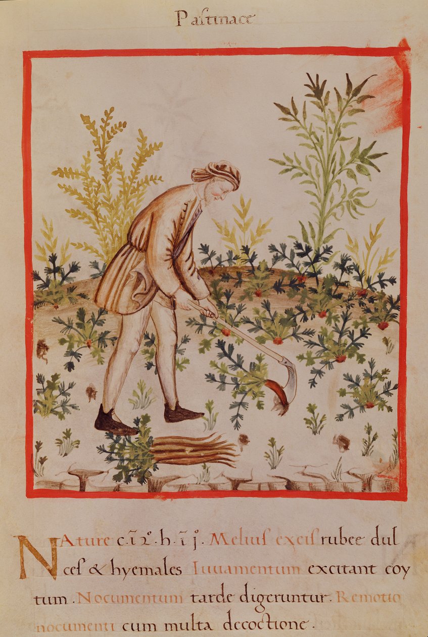 Ms.3054 fol.9 Zbiór pasternaku i marchwi, z 