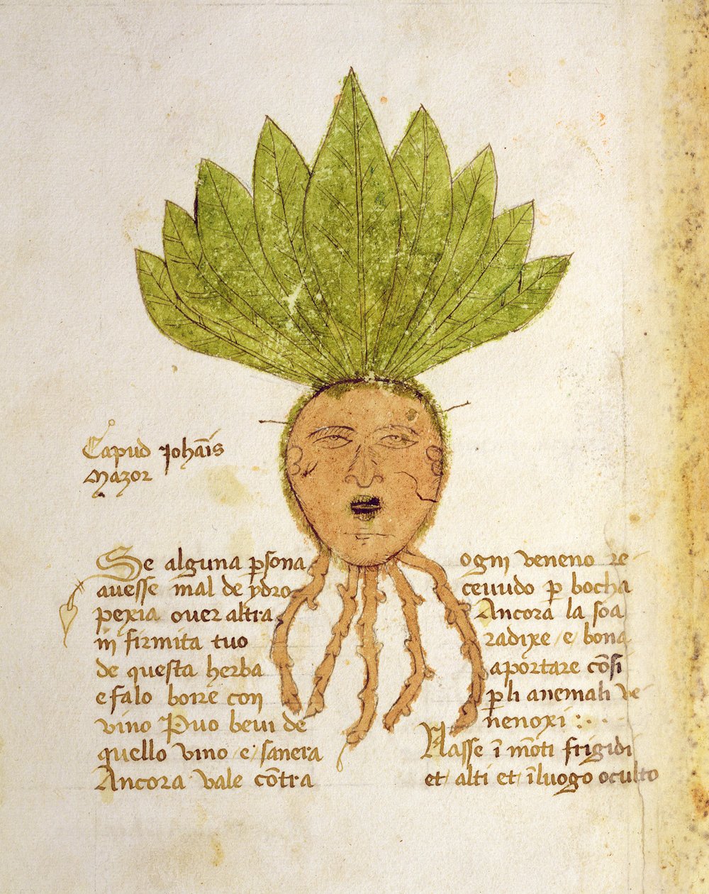 Ms. 1591 Fol. 18v. Herb Capud John Mazor (welum) autorstwa Italian School