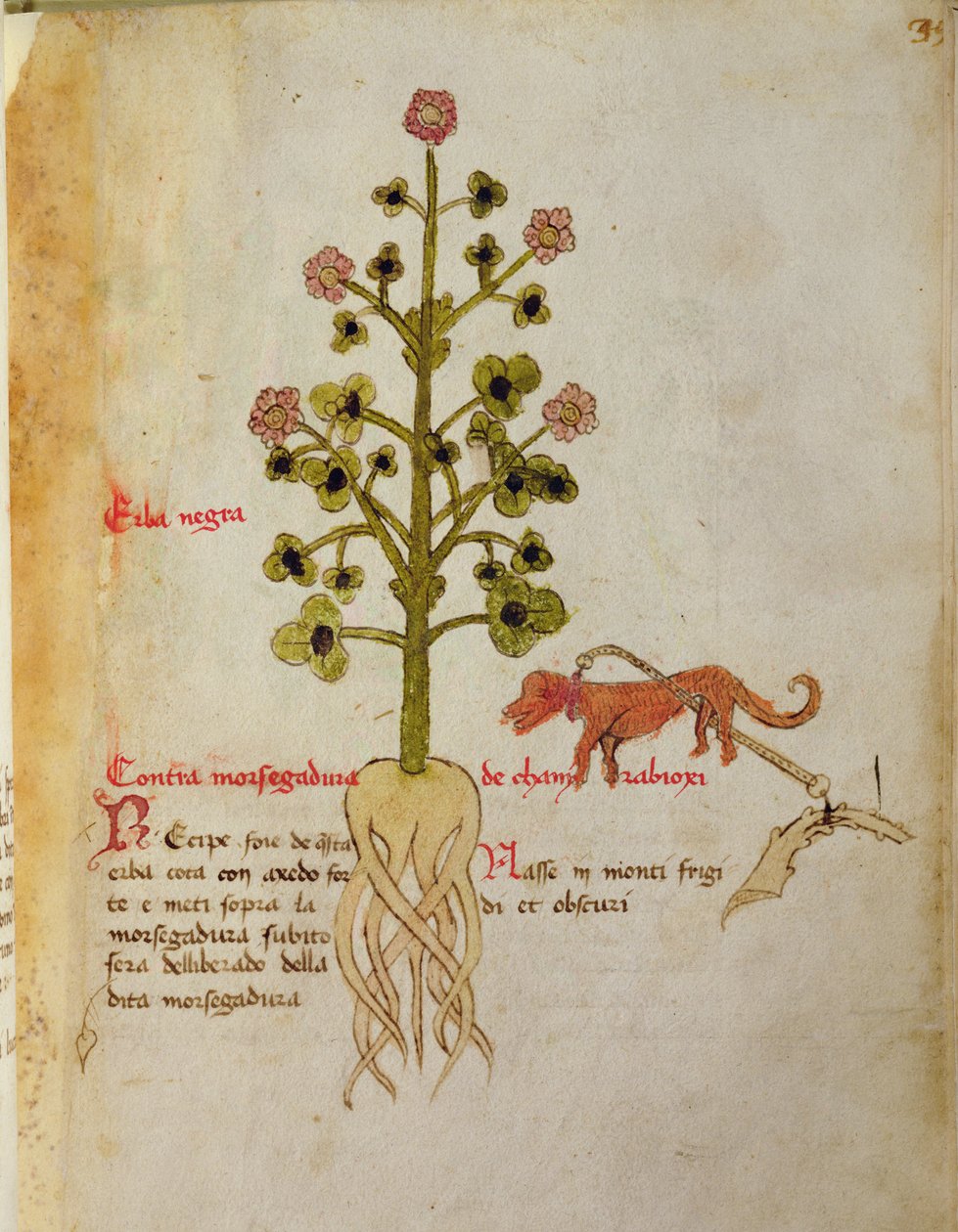 Ms 1591 Fol.38r Herba negra (welum) autorstwa Italian School