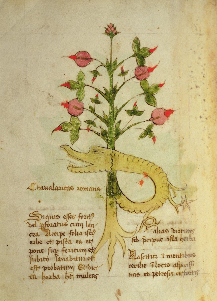 Ms 1591 Fol.6v Herb rycerstwa rzymskiego, koniec c.XV (welin) autorstwa Italian School