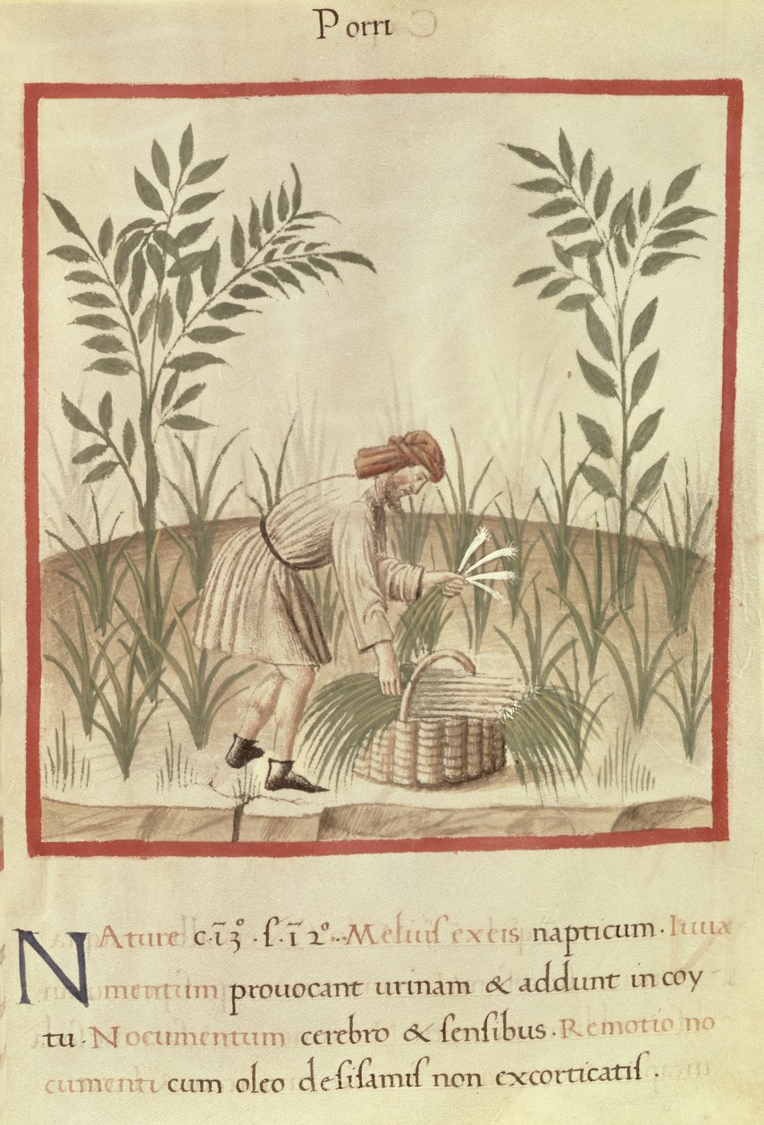 Ms 3054 f.22 Zbieranie porów z „Tacuinum Sanitatis” (welin) autorstwa Italian School