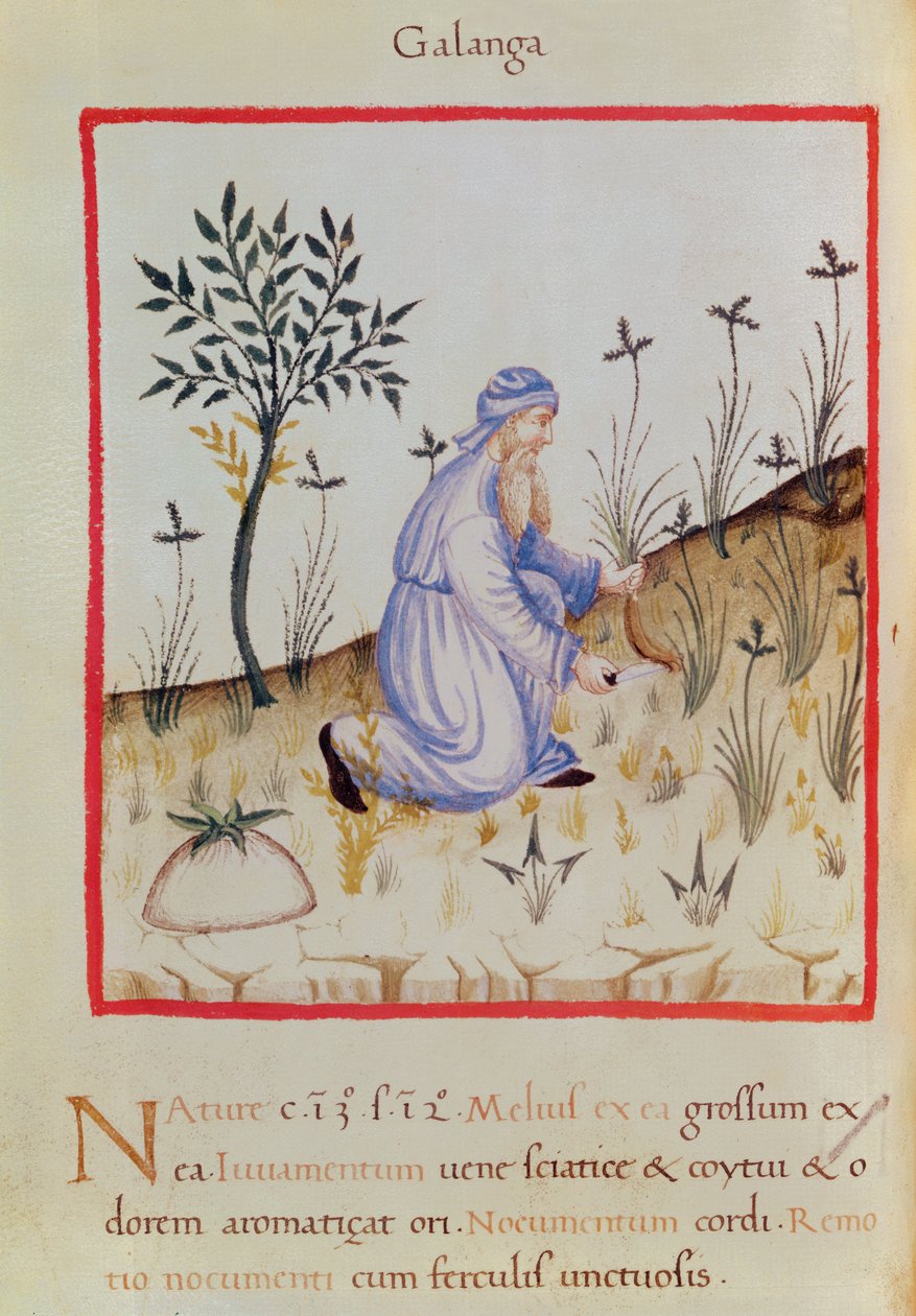 Ms 3054 f.22 Galangal zbierany z „Tacuinum Sanitatis” (welum) autorstwa Italian School