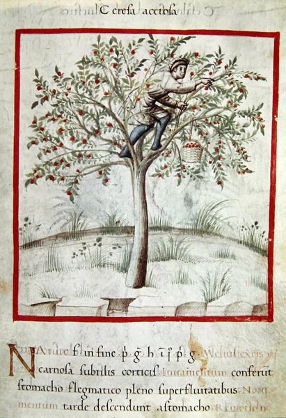 Ms 3054 f.25 Zbieranie wiśni z „Tacuinum Sanitatis” (welum) autorstwa Italian School