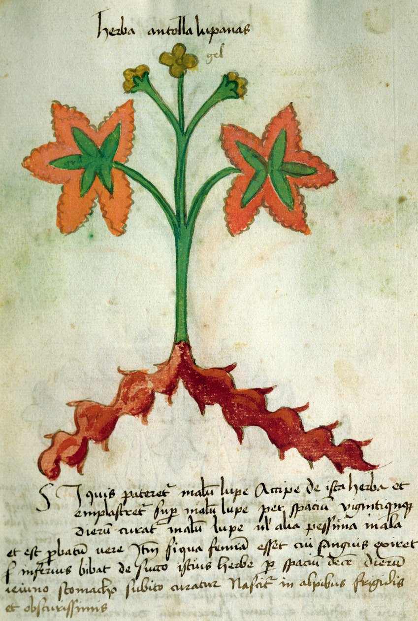 Ms 320 M Fol.13r Herba Antollas Lupanas, z „Księgi Herbariusa wraz z metodami przygotowania leków” Orgione Rizzardo autorstwa Italian School