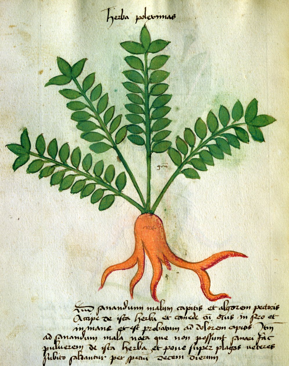 Ms 320 M Fol.31 Herb Poleximas, z „Księgi Herbariusa wraz z metodami wykańczania medycyny” Orgione Rizzardo (na papierze) autorstwa Italian School