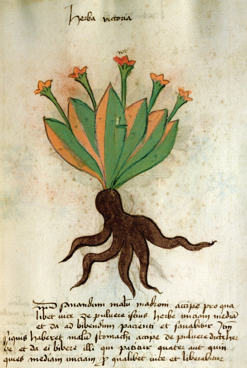 Ms 320 M Fol.34r Herba Victoria, z „Księgi Herbariusa wraz z metodami przygotowania leków” Orgione Rizzardo autorstwa Italian School