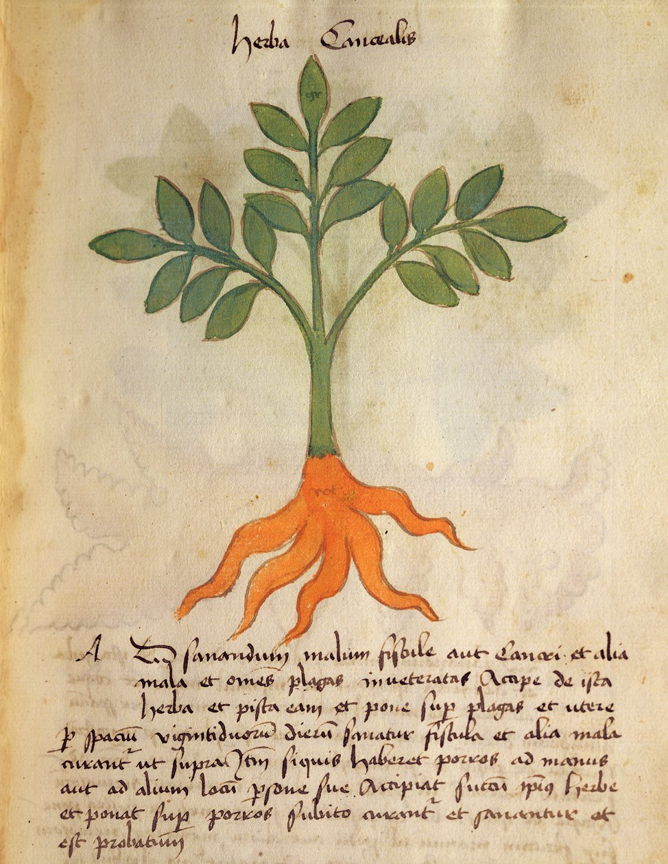 Ms 320 M fol.14r Herba Cancealis, z „Księgi Herbariusa wraz z metodami przygotowania leków” Orgione Rizzardo autorstwa Italian School
