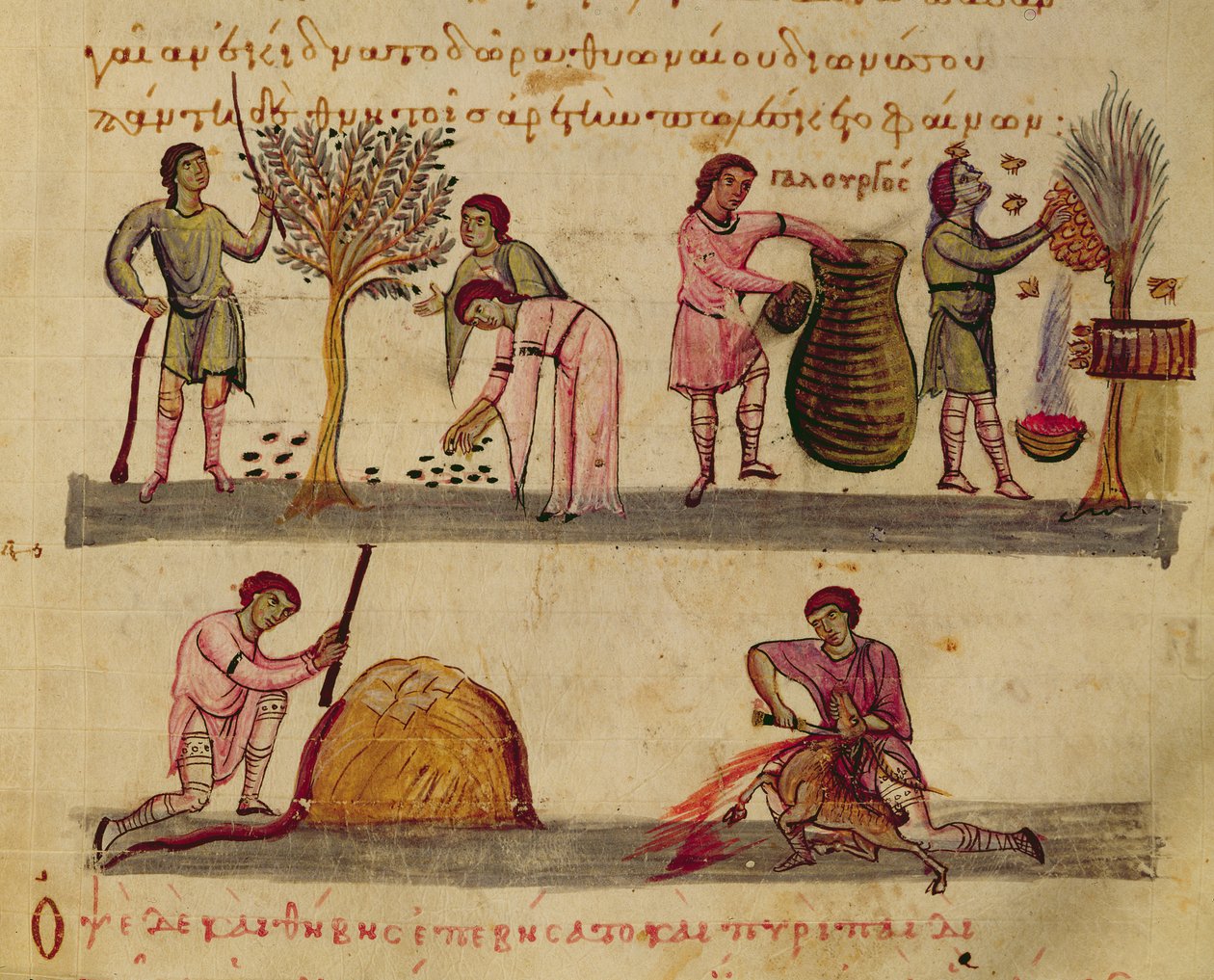 Pani Grec 479 Praca w polu, ilustracja z Cynegetica autorstwa Oppiana (tempera na welinie) autorstwa Italian School