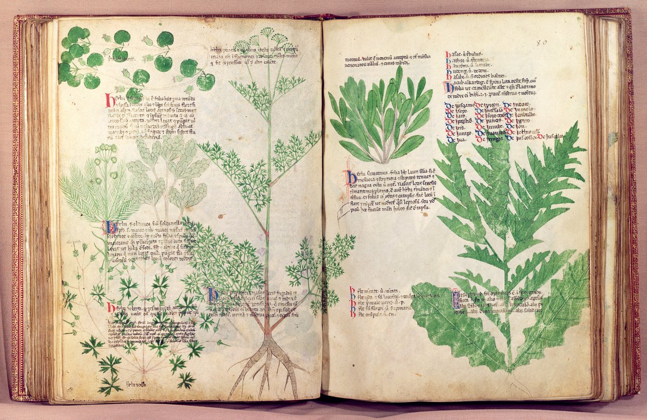 Ms Lat 6823 fol.19v i 80 roślin z De Herbis autorstwa Manfredus de Monte Imperiali, c.1330-40 autorstwa Italian School