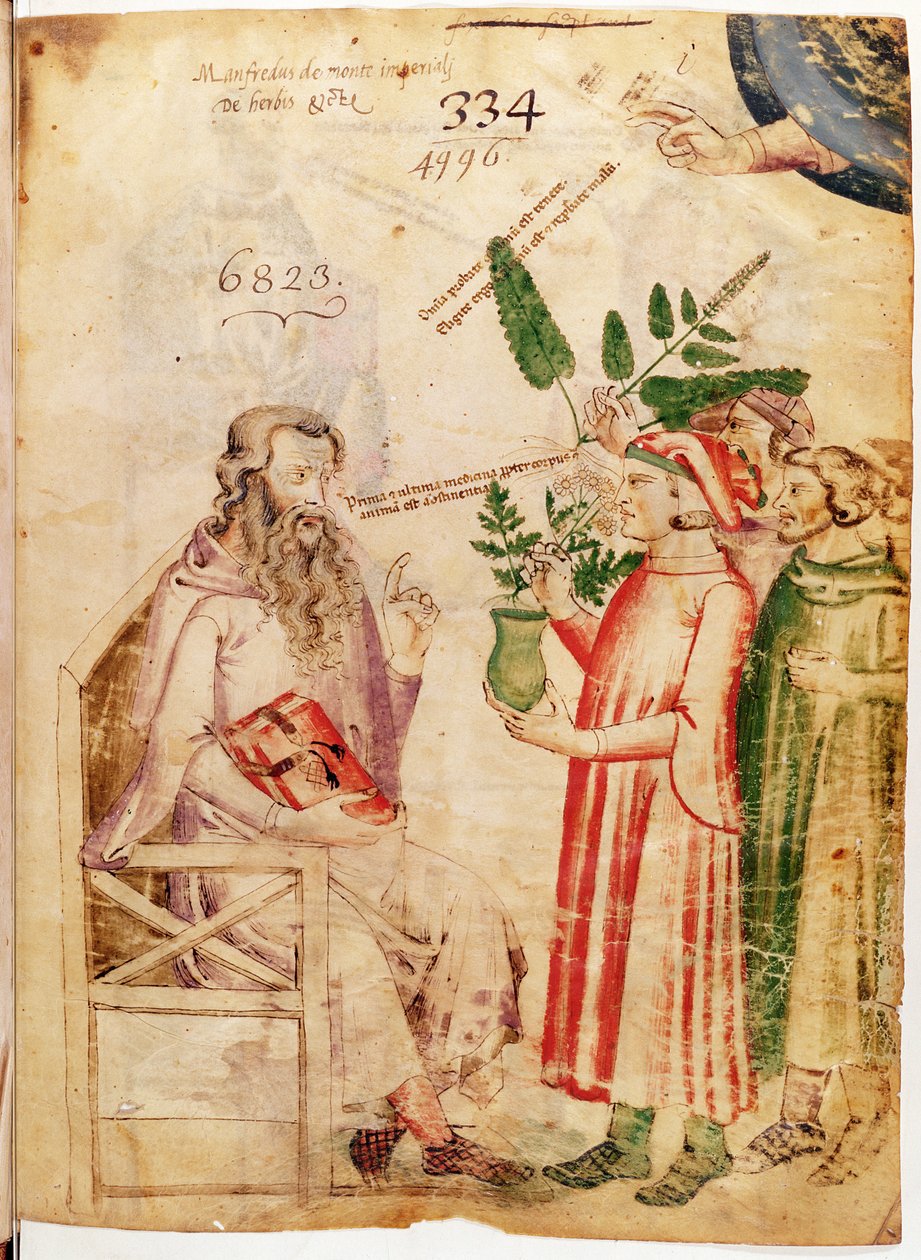 Ms Lat 6823 fol.1 Mężczyźni prezentujący rośliny nieznanemu mężczyźnie, z De Herbis Manfredus de Monte Imperiali autorstwa Italian School