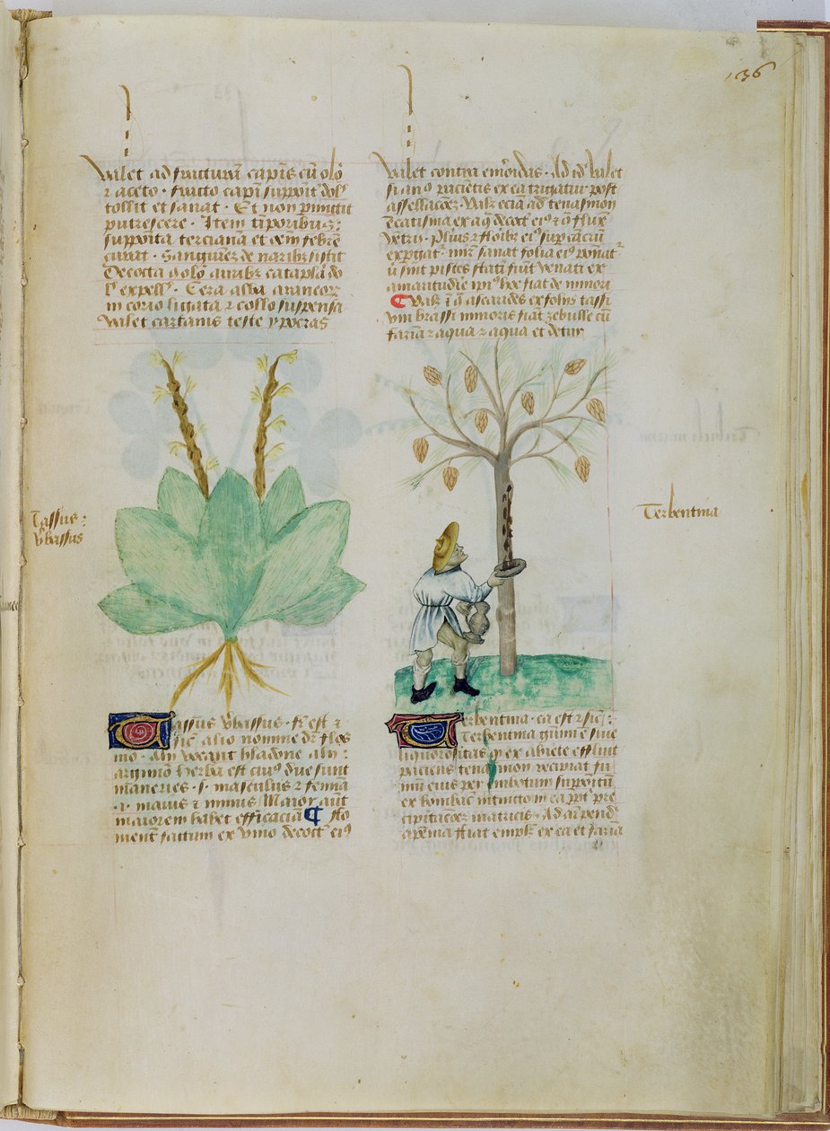 Ms Lat 993 L.9.28 fol.136r Zbieranie terpentyny, z „Tractatus de Herbis” Pedaniusa Dioscoridesa (ok. 40-90 rne) (welum) autorstwa Italian School