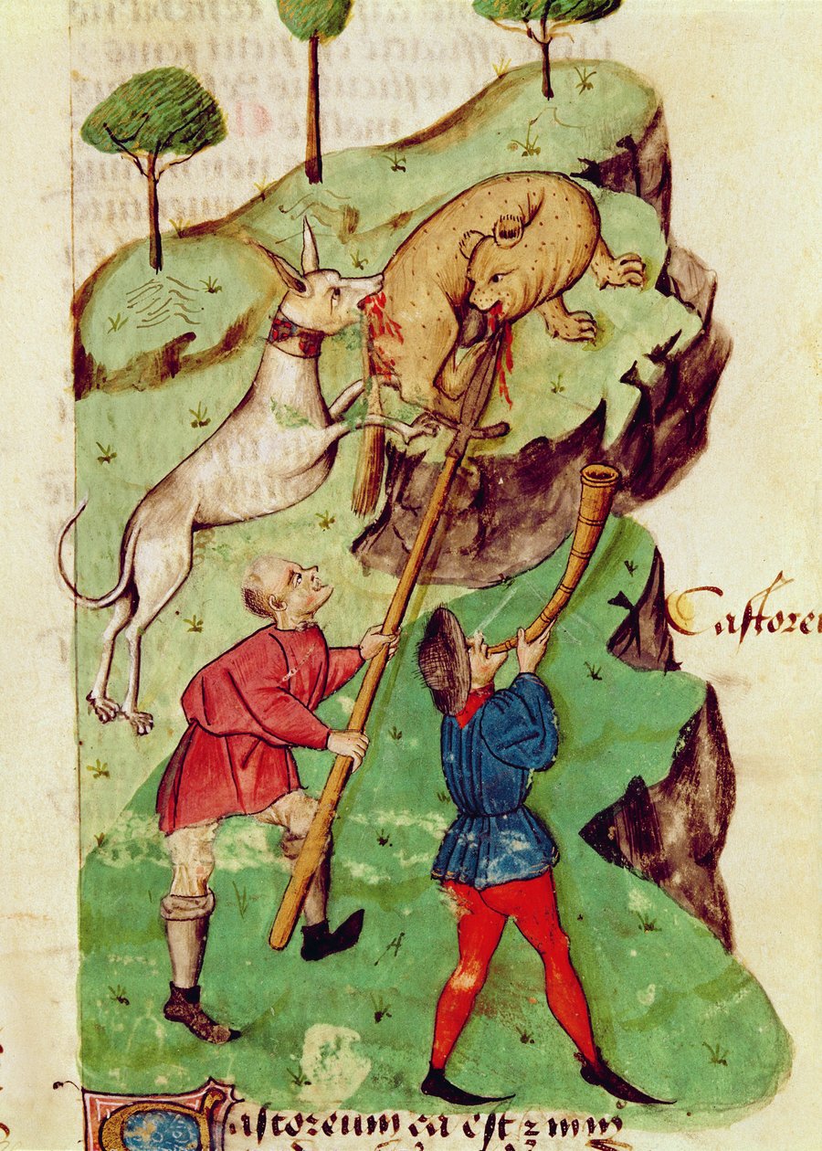 Ms Lat 993 fol.35r Polowanie z „Tractatus de Herbis” Dioscoridesa (welum) autorstwa Italian School