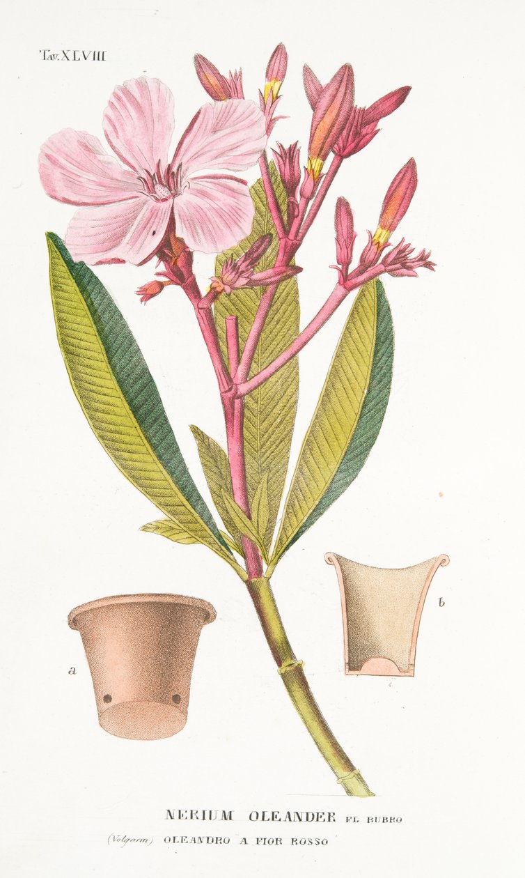 Nerium Oleander el Bubro, Tabliczka XLVIII, z Antotrofii czyli uprawy DeFiori Antonio Piccioli, wyd. 1834 autorstwa Italian School
