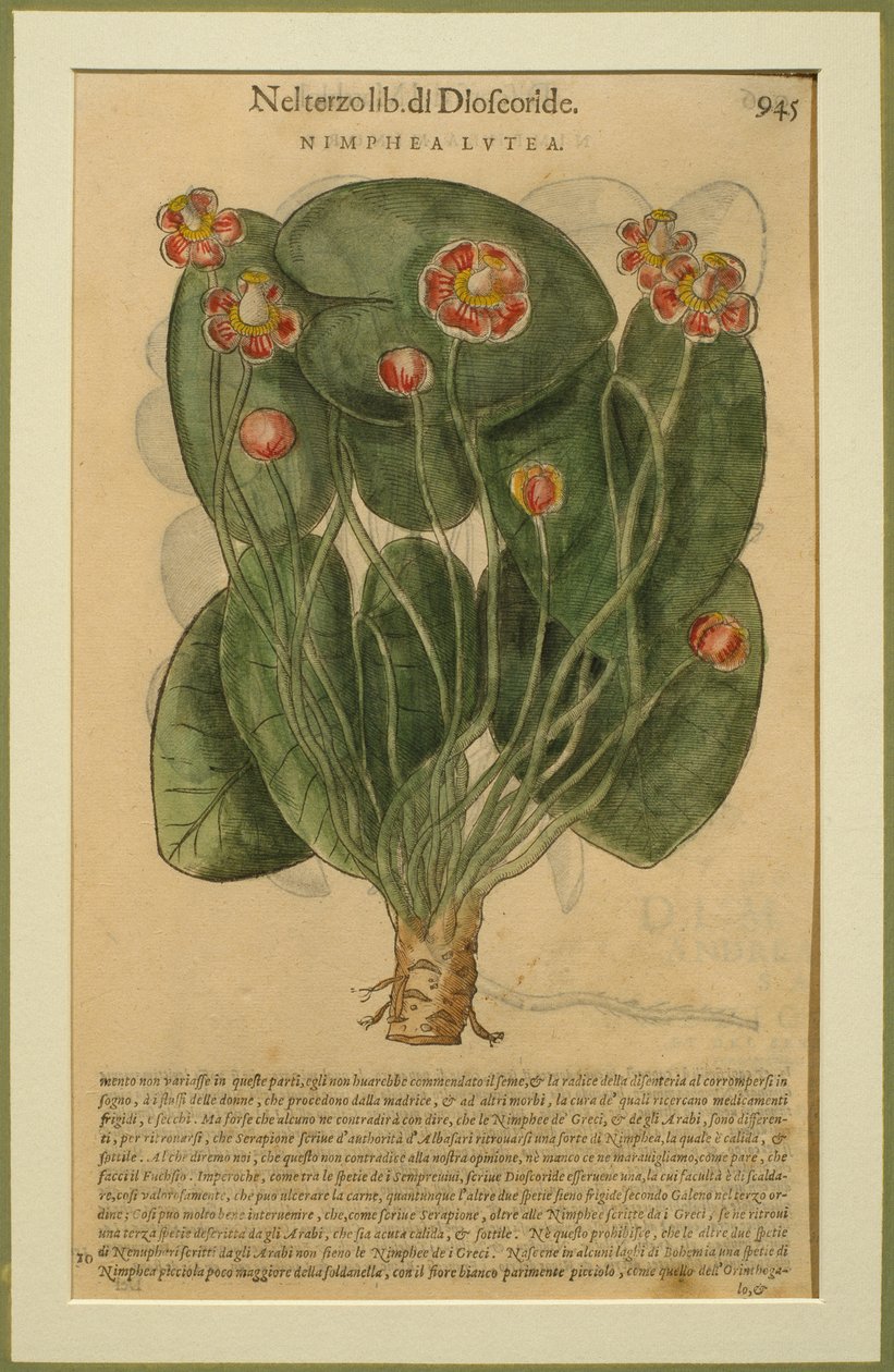 Nimphea Lutea, płyta botaniczna z Discorsi autorstwa Pietro Andrea Mattioli (1501-77) opublikowana w Wenecji, 1570 autorstwa Italian School