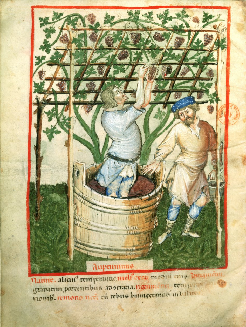 Nouv Acq Lat 1673 fol.103v Zbieranie i tłoczenie winogron, z Tacuinum Sanitatis, c.1390-1400 autorstwa Italian School