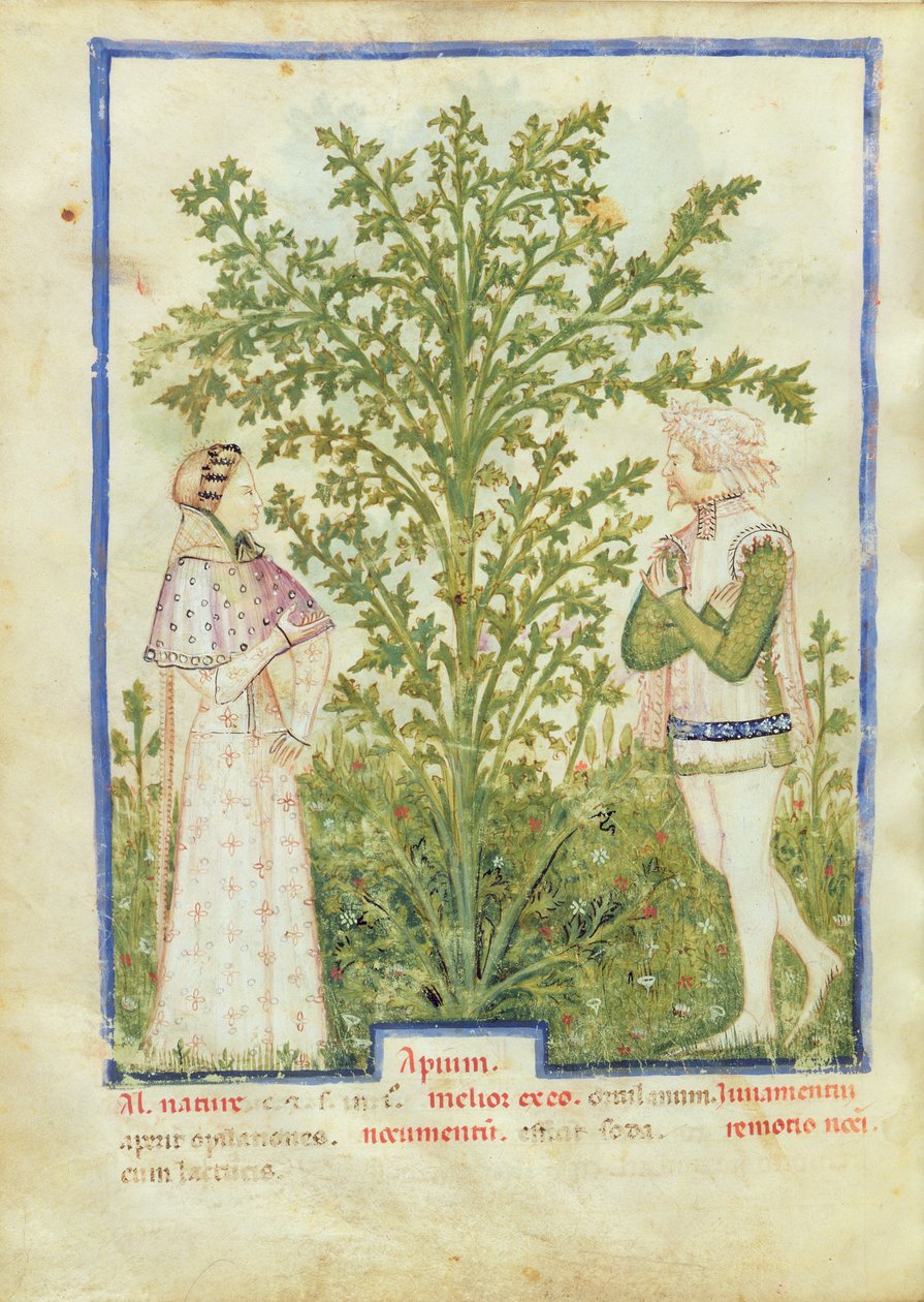 Nouv Acq Lat 1673 fol.28v Seler, z Tacuinum Sanitatis, c.1390-1400 autorstwa Italian School