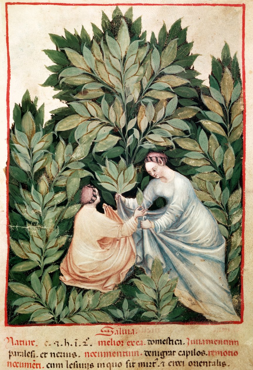 Nouv Acq Lat 1673 fol.34 Dwie kobiety zbierające szałwię, z Tacuinum Sanitatis, ok. 1390-1400 autorstwa Italian School