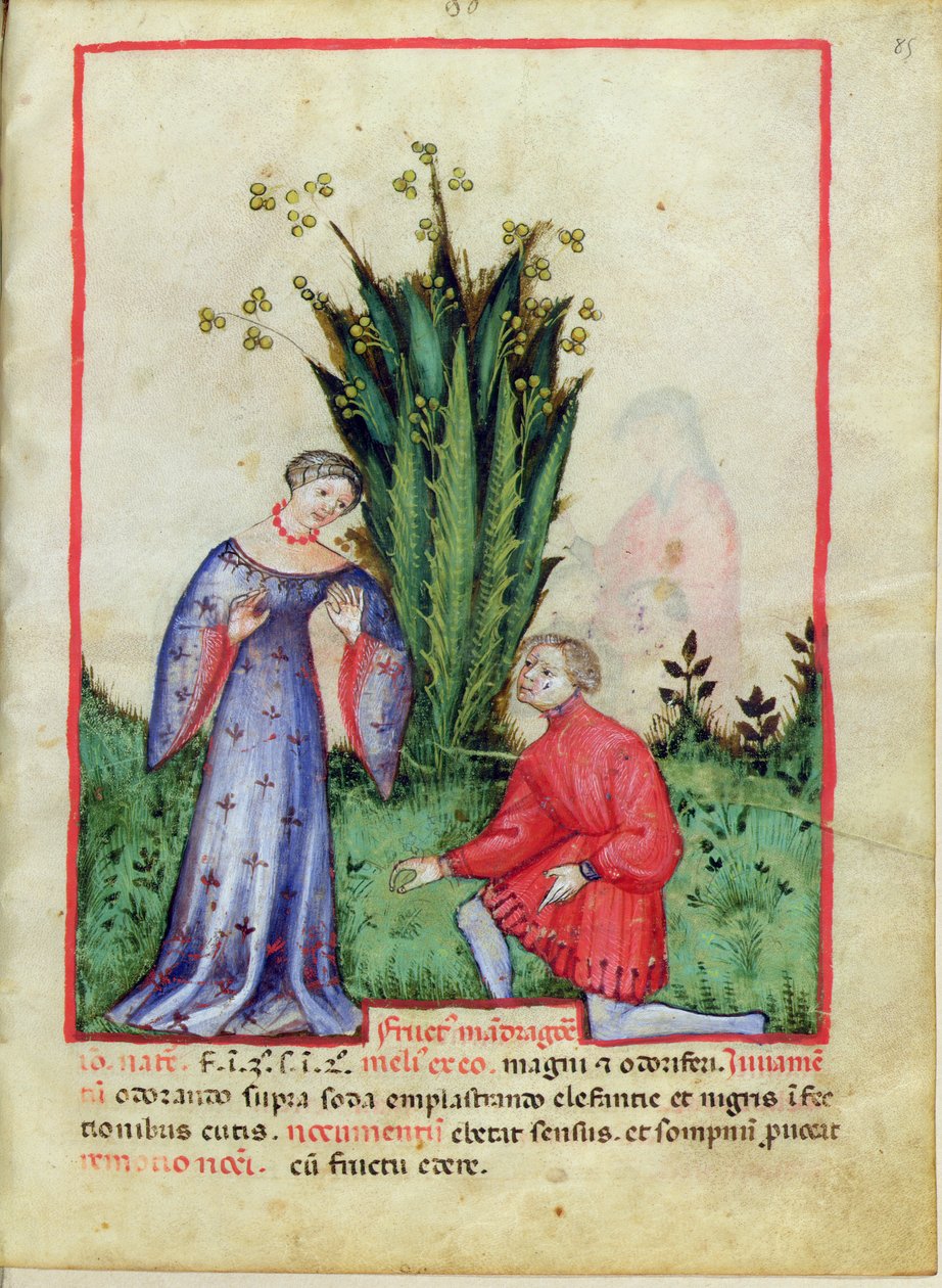 Nouv Acq Lat 1673 fol.85 Owoc mandragory, z Tacuinum Sanitatis, c.1390-1400 autorstwa Italian School
