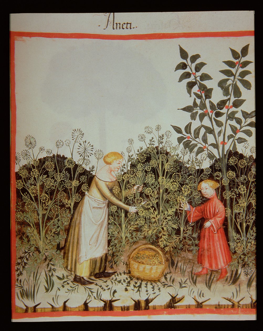 Nova 2644 f.32r Koper Zbierania autorstwa Italian School