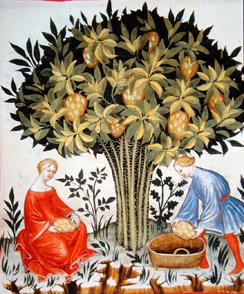 Nova 2644 fol.11r Zbiór Owoców Cytrusowych, z Tacuinum Hygiene Code Vindobonensis (na welinie) autorstwa Italian School