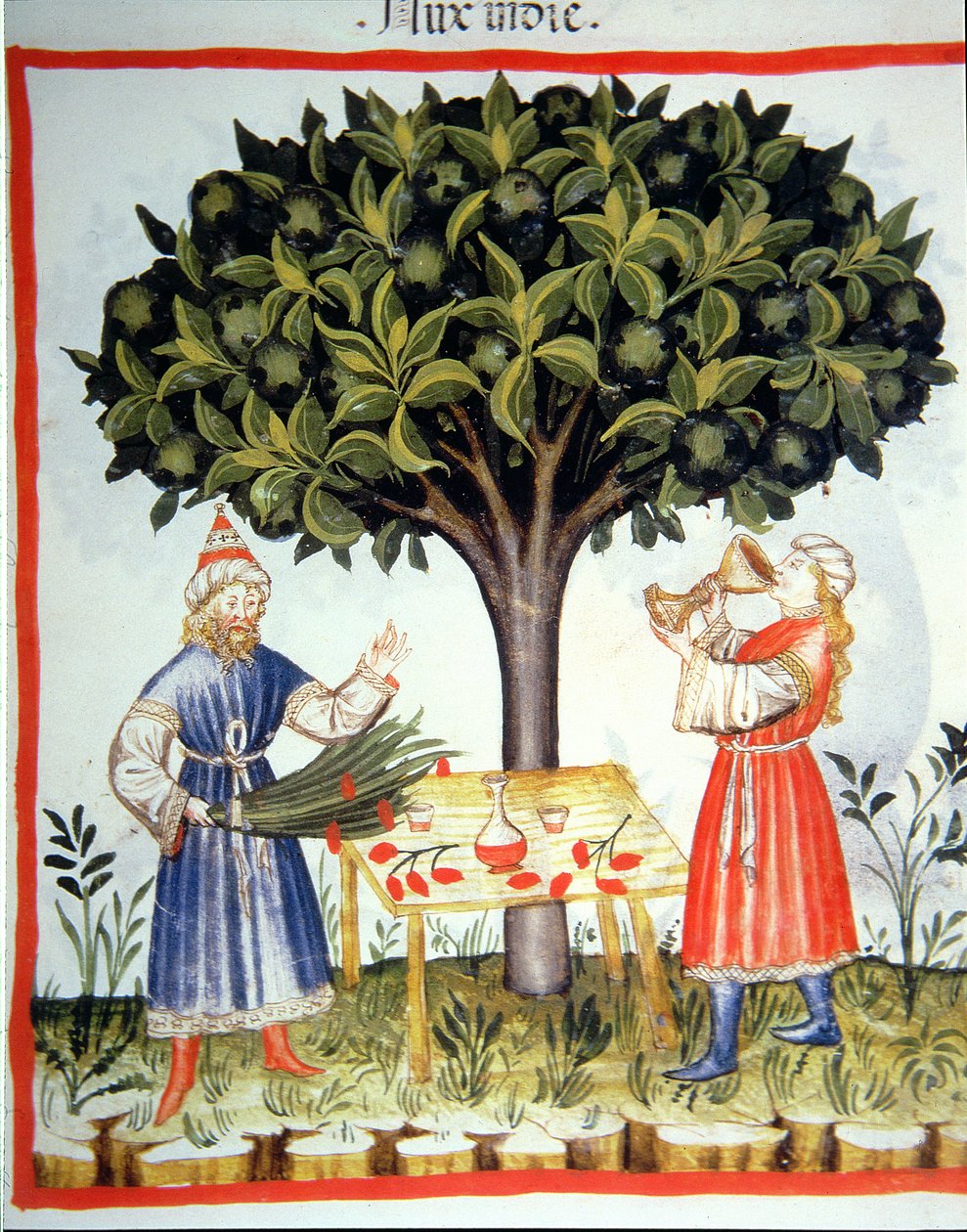 Nova 2644 fol.14r Zbieranie gałki muszkatołowej, z Tacuinum Sanitatis autorstwa Italian School