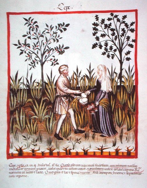 Nova 2644 fol.25v Zbiór Cebuli, z Tacuinum Sanitatis Code Vindobonensis (na welinie) autorstwa Italian School