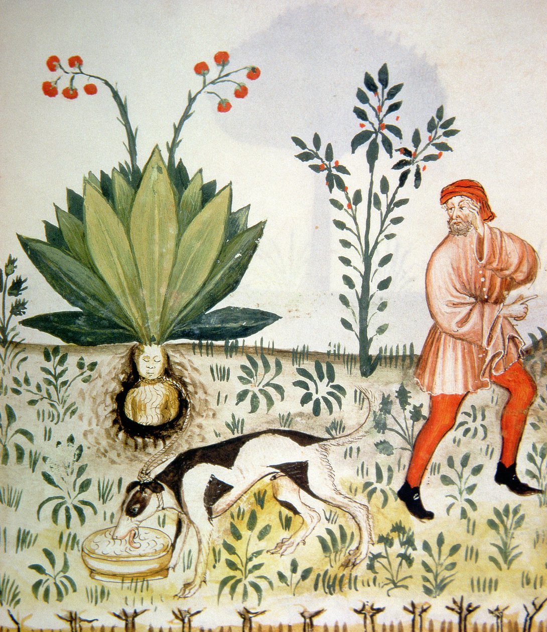 Nova 2644 fol.40r Mandrake, z Tacuinum Sanitatis autorstwa Italian School