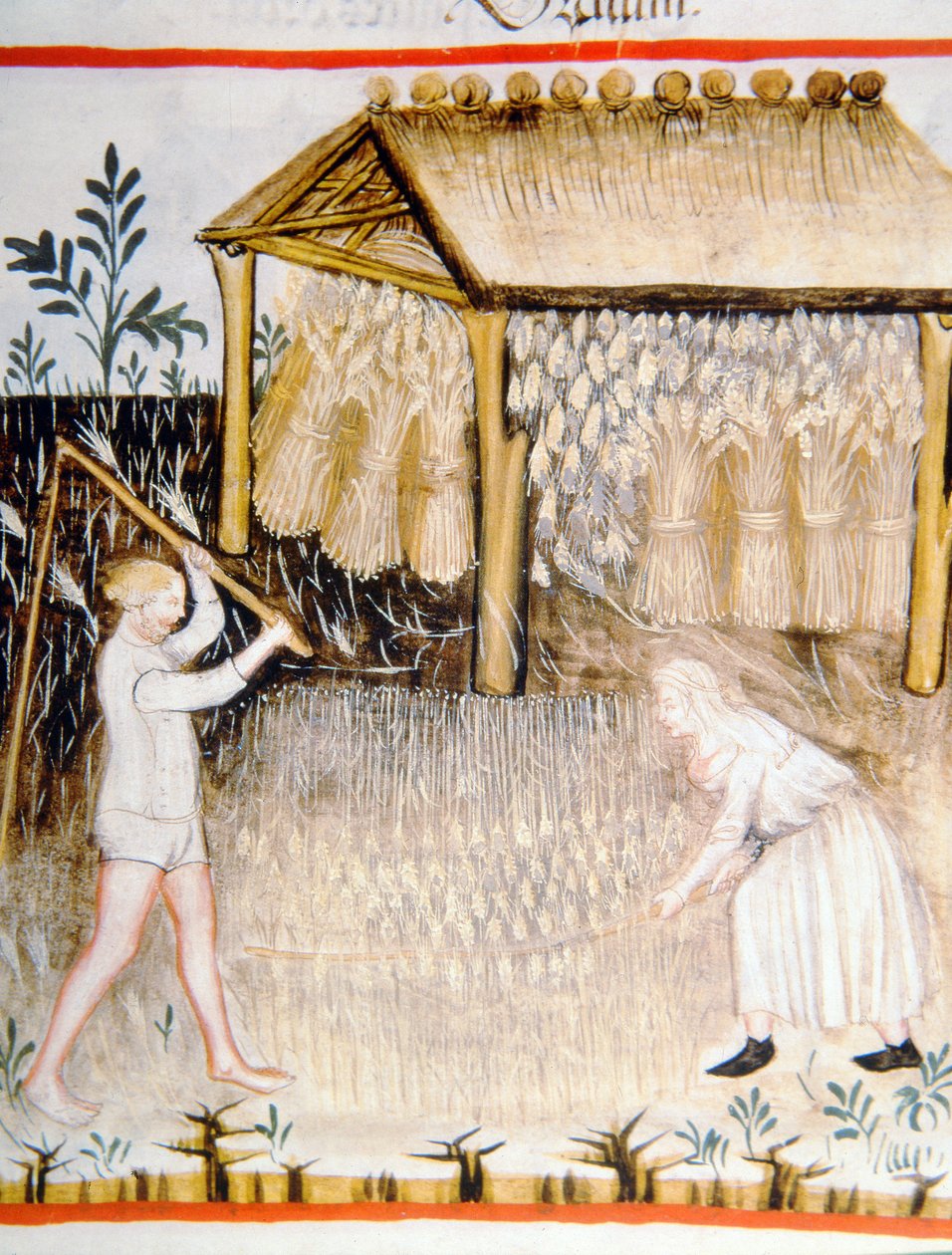 Nova 2644 fol.44r Młócenie Jęczmień, z Tacuinum Sanitatis autorstwa Italian School