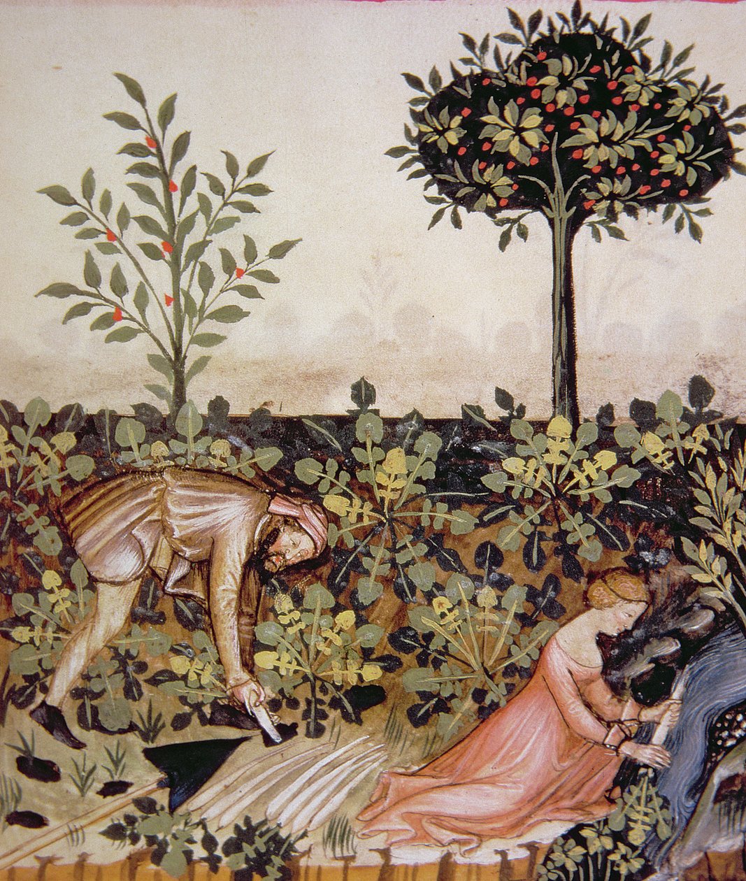 Nova 2644 fol.52r Zbiór chrzanu z Tacuinum Kodeks Higieny Wiedeńskiej autorstwa Italian School