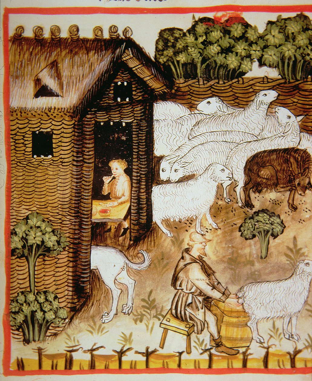 Nova 2644 fol.59r Hodowla owiec: mleko słodkie, z Tacuinum Sanitatis autorstwa Italian School