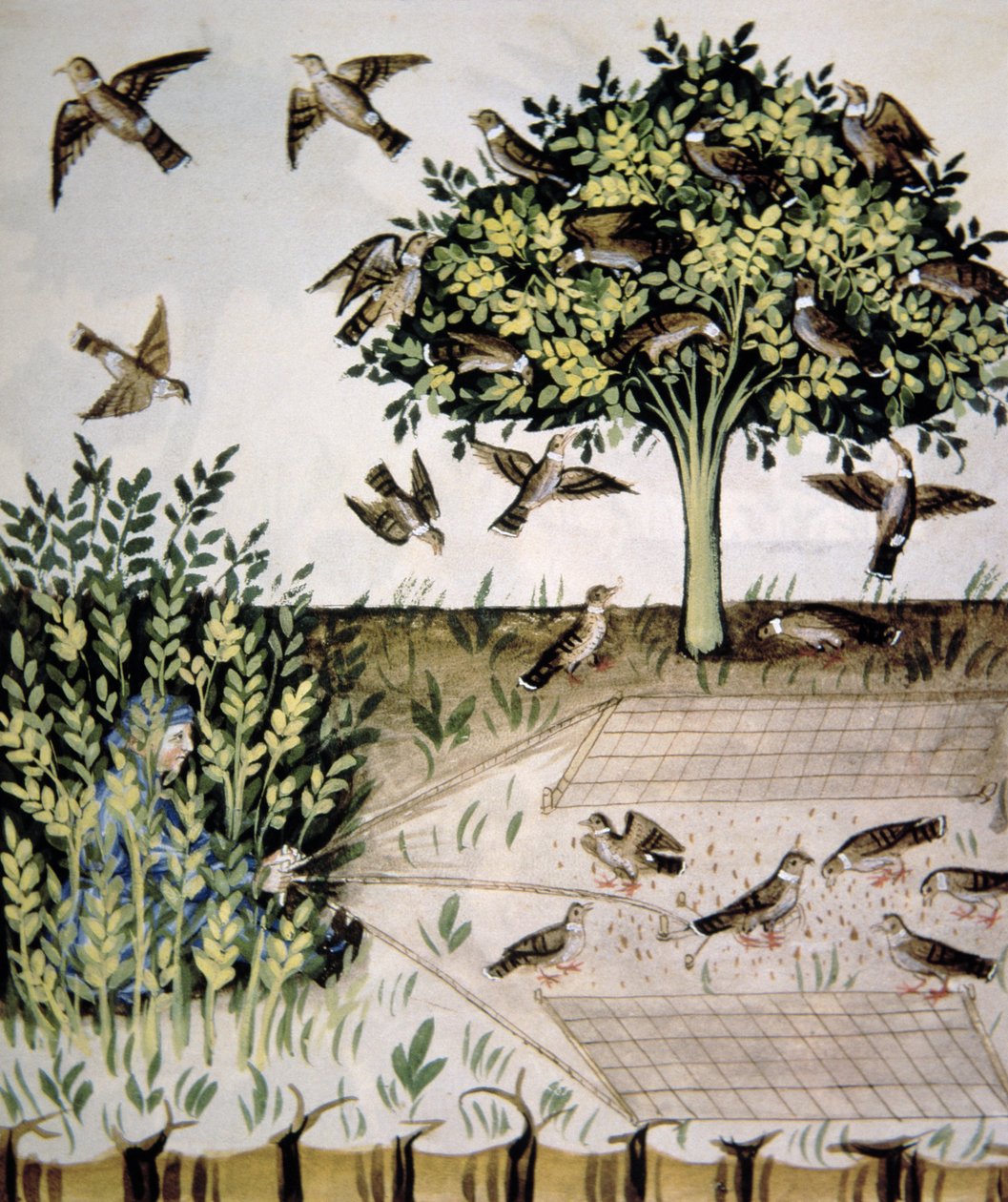 Nova 2644 fol.69r Turtle Doves, ilustracja z Tacuinum Santiatis Codex Vindobonensis autorstwa Italian School
