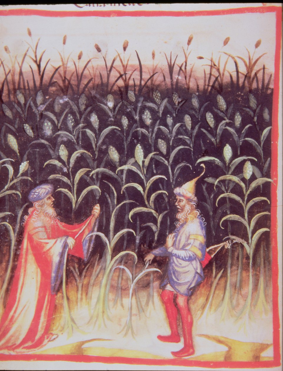 Nova 2644 fol.92v Uprawa Trzciny Cukrowej, z Tacuinum Sanitatis autorstwa Italian School