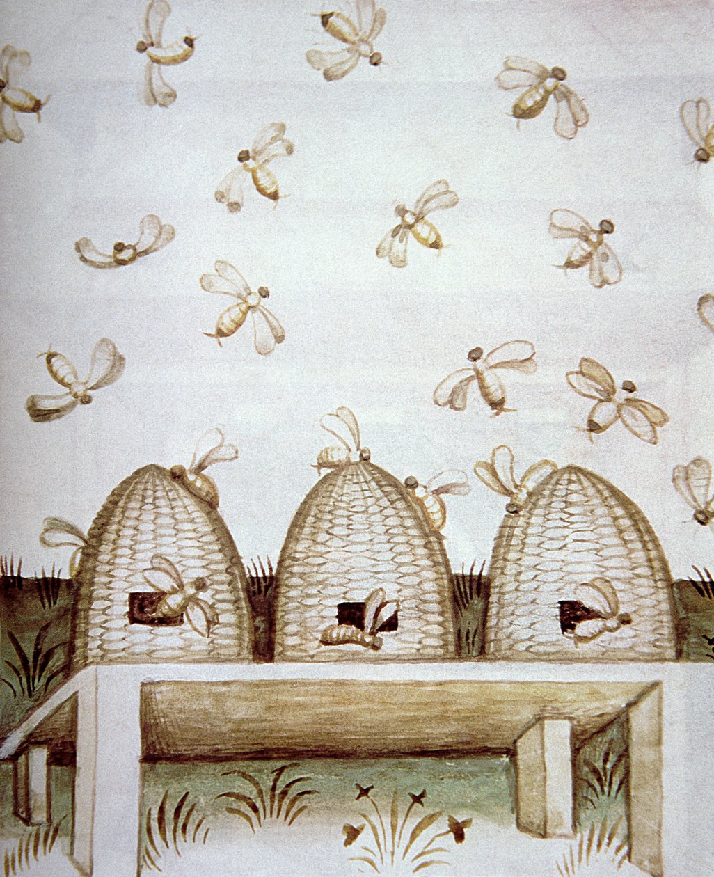 Nova 2644 fol.94v Ule, z Tacuinum Sanitatis autorstwa Italian School