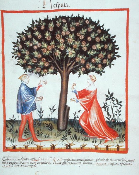 Nove 2644 fol.10v Zbieranie orzechów włoskich, z Tacuinum Hygiene Code Vindobonensis (na welinie) autorstwa Italian School
