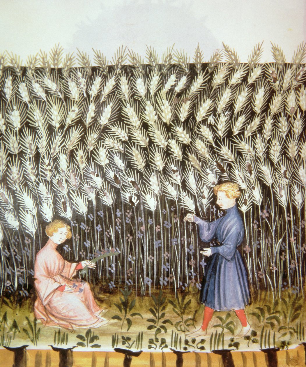 Nove 2644 fol.42v Zbiór pszenicy, z Tacuinum Sanitatis autorstwa Italian School