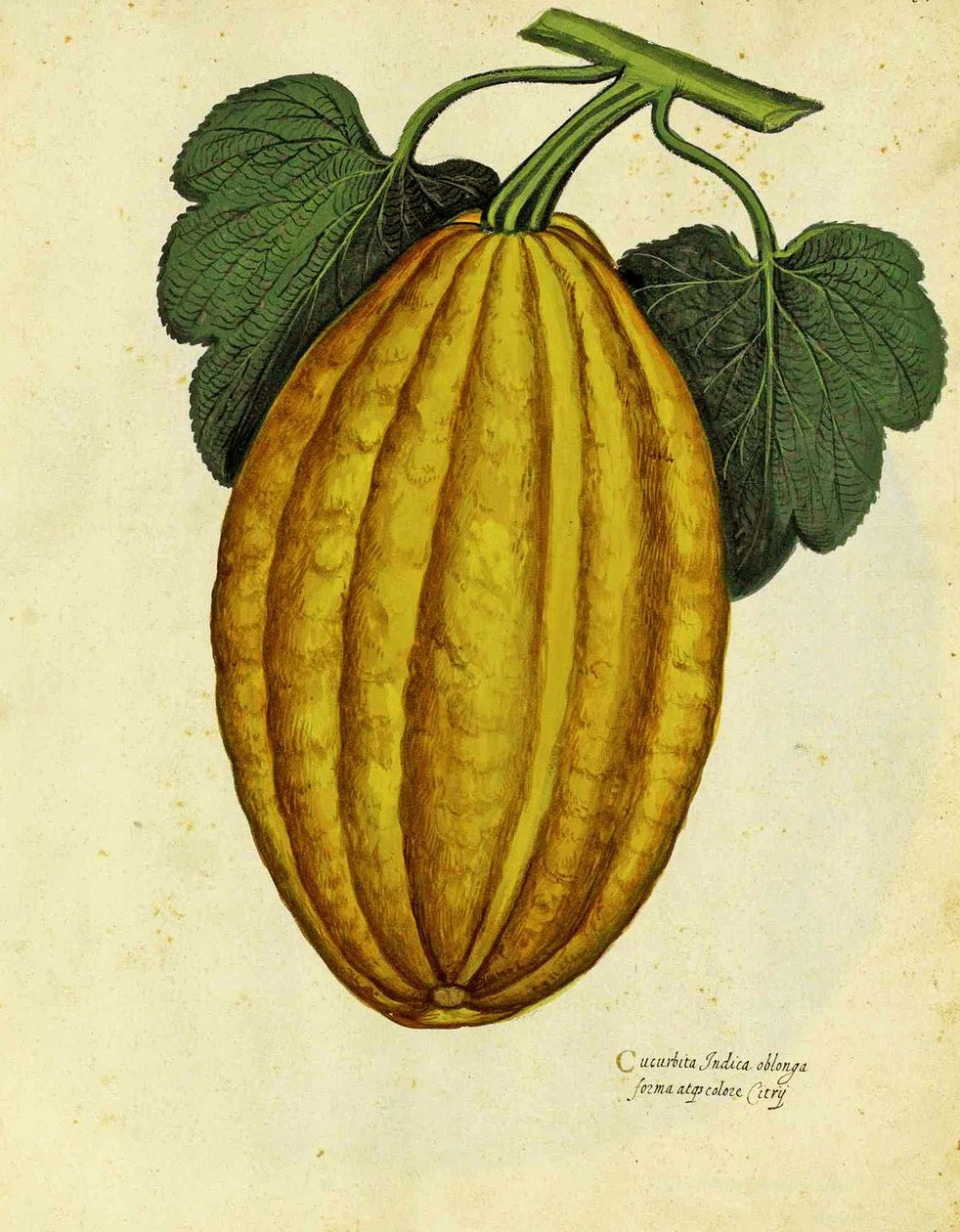 Oblong Squash autorstwa Ulisse Aldrovandi autorstwa Italian School