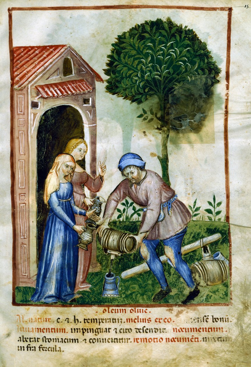Oliwa z oliwek, miniatura z Tacuinum Sanitatis, wydanie łacińskie autorstwa Italian School