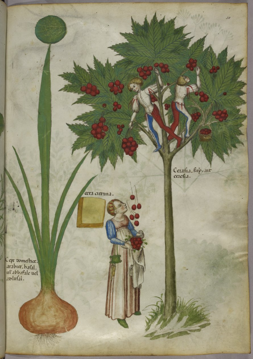 Cebula i wiśnia, ok. 1440 (tusz i kolor na welinie) autorstwa Italian School