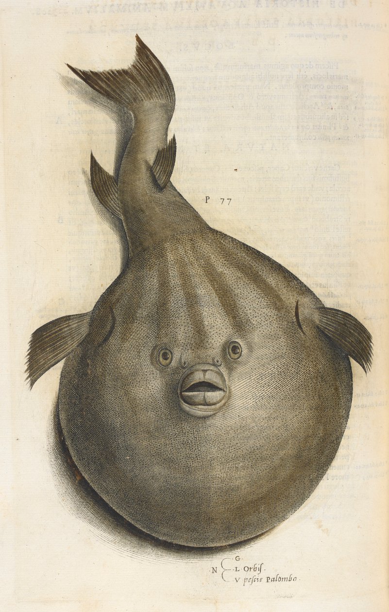 Świat Pesci Palombo, ilustracja z „Aquatilium Animalium Historiæ liber primus”, Ippolito Salviani autorstwa Italian School