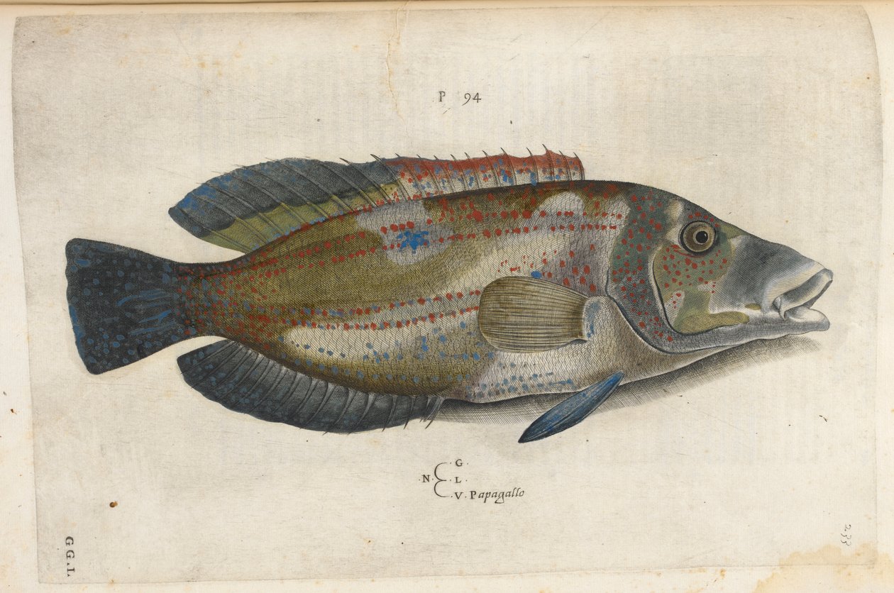 Papuga (Nematistius pectoralis), ilustracja z „Aquatilium Animalium Historiæ liber primus”, Ippolito Salviani autorstwa Italian School