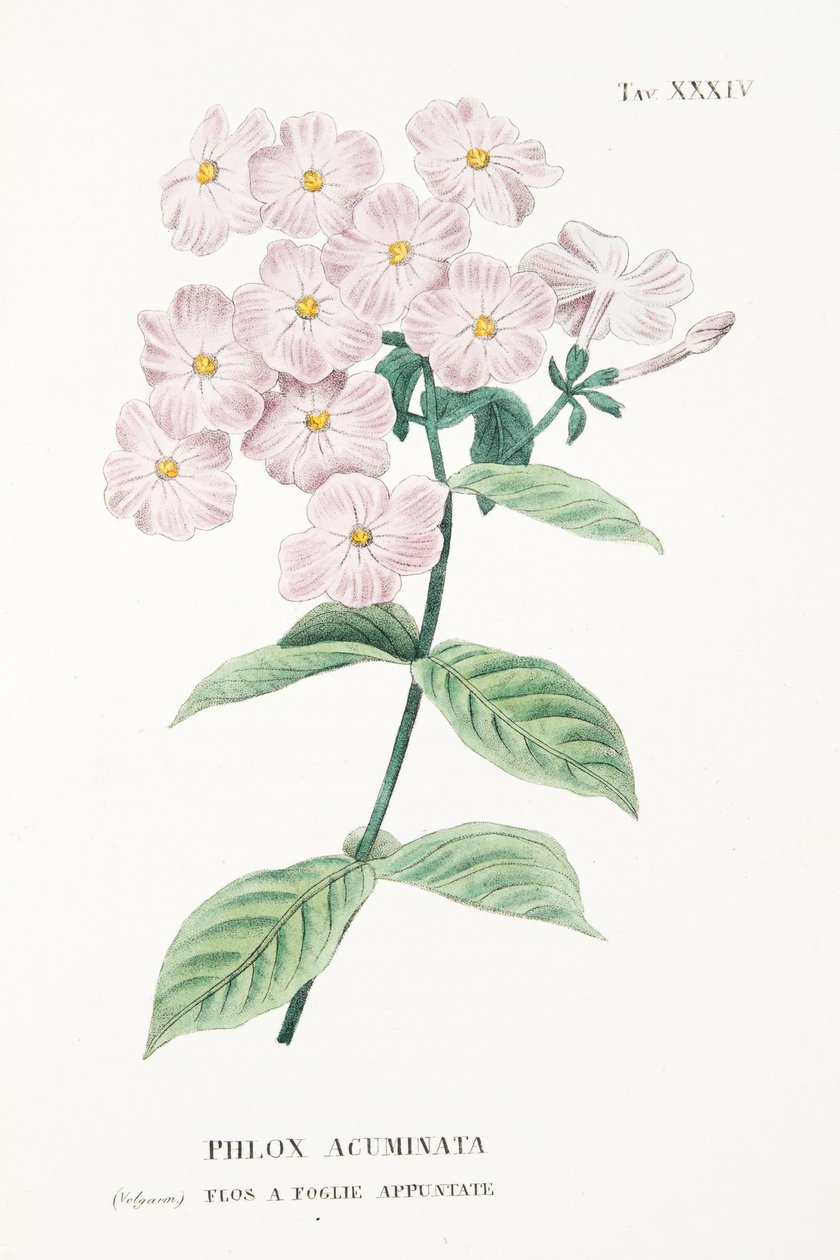 Phlox Acuminata, tabl. XXXIV, z L "Antotrofia Ossia La Coltivazione De" Fiori autorstwa Antonio Piccioli, wyd. 1834 autorstwa Italian School