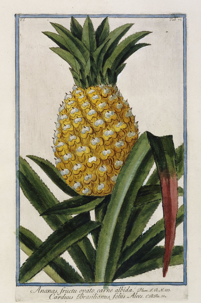 Ananas, 1772-1784 autorstwa Italian School