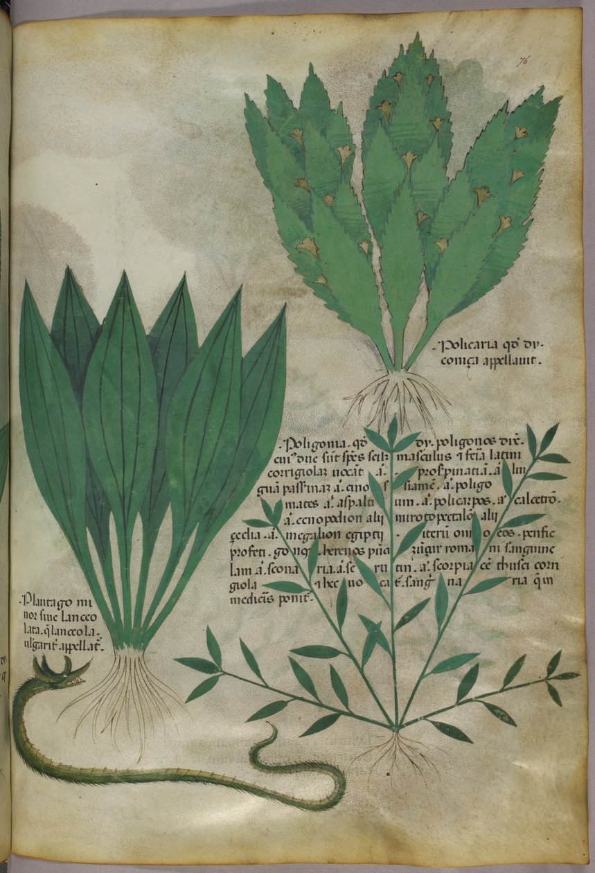 Rośliny o dużych, szerokich liściach. Wąż, ok. 1440 (tusz i kolor na welinie) autorstwa Italian School