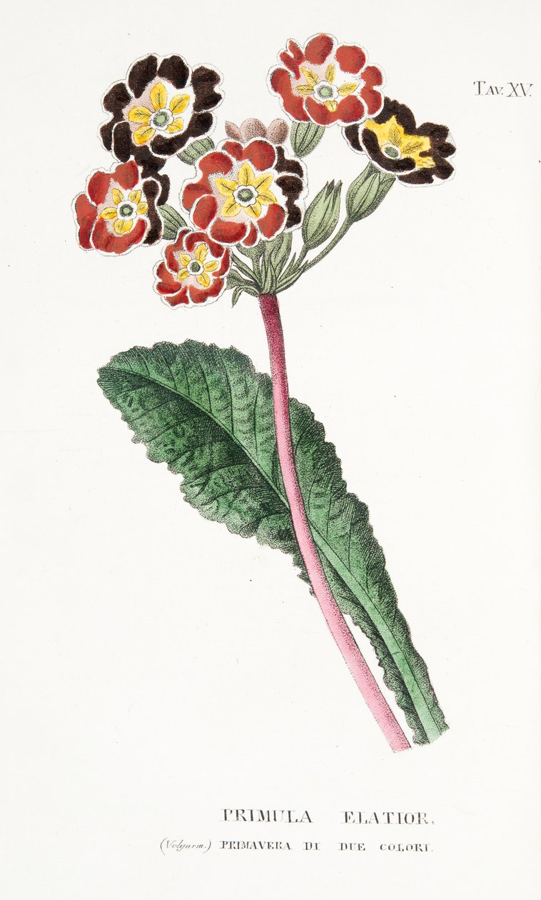 Primula Elatior, ilustracja XV, z L „Antotrophy or Cultivation De” Fiori autorstwa Antonio Piccioli, wyd. 1834 autorstwa Italian School