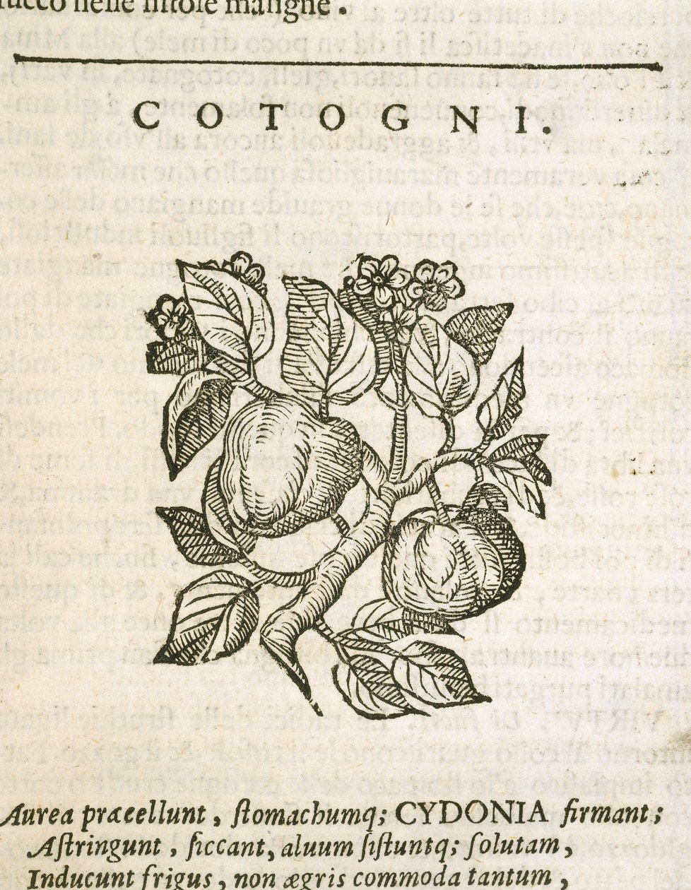 Pigwa (Cydonia oblonga), grawerowana przez Castore Durante autorstwa Italian School